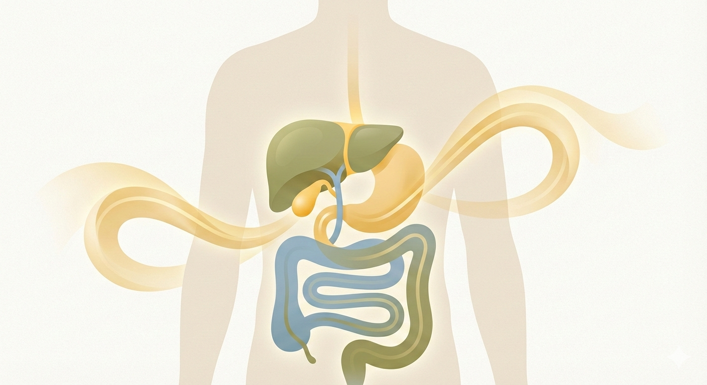 Tulžies veikla ir virškinimas